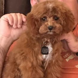 Marvin - Poodle