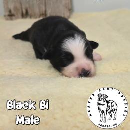 Everett - Black & white male Miniature Australian Shepherd puppy in Jaroso, Colorado from Heaven Sent Aussies