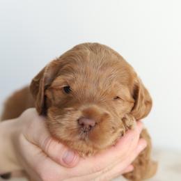 Pink - Caramel female Australian Labradoodle puppy in Williamstown, New York from Lewis Manor Labradoodles
