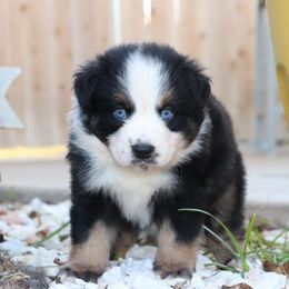 Sully - Black tri male Miniature Australian Shepherd puppy in Goliad, Texas from Sassy Lil Aussies and Diamond W Poodles