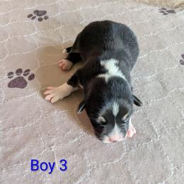 Boy 3 - Black and tan male Pembroke Welsh Corgi puppy in Edinburgh, Indiana from J Bar M Corgis