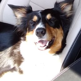 Border Collies from Bonita's Border Collies