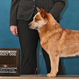 RC - Australian Cattle Dog