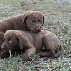 Chesapeake Bay Retrievers from Cle Elum Chesapeakes