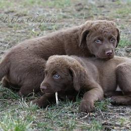 Chesapeake Bay Retrievers from Cle Elum Chesapeakes