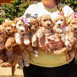Aussiedoodle and Goldendoodle Puppies from Ever After Doodles Arizona