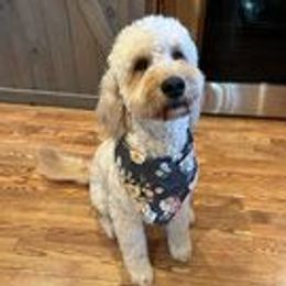 Rosie - Goldendoodle