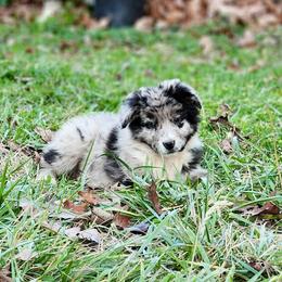 Billy the Kid - Blue merle male Australian Shepherd puppy in Keyser, West Virginia from Heartfelt Hollow Farm