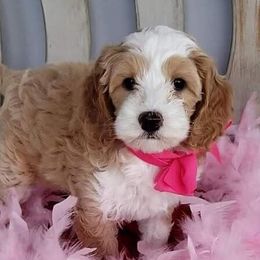 Australian Labradoodle Puppies from Sunny Day Doodles