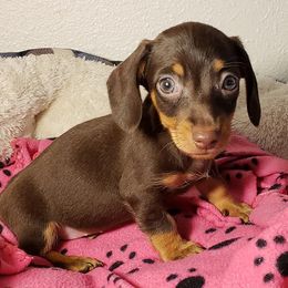 Dachshund Puppies from CJ's Dach Dynasty