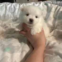 Twilight Sparkle - White female Pomeranian puppy in Rhode Island from Heartfelt Kennels