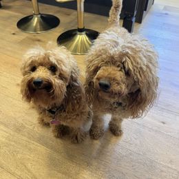 Poodle puppies from Pepper Potts Puppies