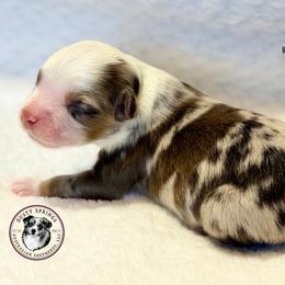 Boy 1 - Red merle male Toy Australian Shepherd puppy in East Berlin, Pennsylvania from Dusty Spring Australian Shepherds, LLC