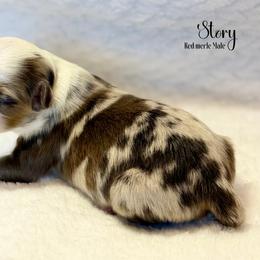 Boy 1 - Red merle male Toy Australian Shepherd puppy in East Berlin, Pennsylvania from Dusty Spring Australian Shepherds, LLC