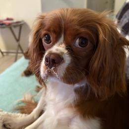 Cocoa - Cavalier King Charles Spaniel