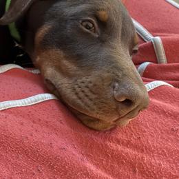 Doberman Pinscher Puppies from Webb’s House of Doberman LLC