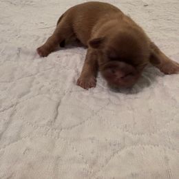 Nelson - Liver male Shih Tzu puppy in Buffalo, New York from Irish Eyes ShihTzu
