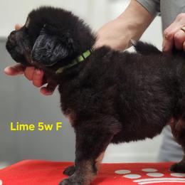 Lime collar - Black and tan female Tibetan Mastiff puppy in Cedartown, Georgia from Aujudon Tibetan Mastiffs