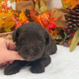 Nova Female 1 - Liver female Miniature Schnauzer puppy in Pageland, South Carolina from New Haven Farms