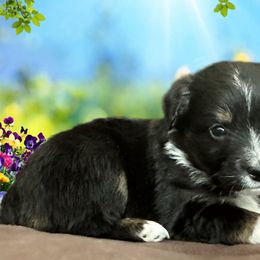 Miniature Australian Shepherd and Toy Australian Shepherd Puppies from Pawesome Lil Aussies