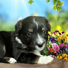 Miniature Australian Shepherd and Toy Australian Shepherd Puppies from Pawesome Lil Aussies