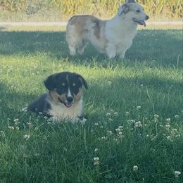 Warren - Black and tan male American Corgi puppy in Bloomfield, Iowa from Beebe’s Corgis | Seven B Corgi Co