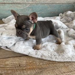 French Bulldog Puppies from Southern Dreams Farm, LLC