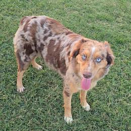 Ember - Australian Shepherd