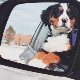 Bernese Mountain Dog Puppies from Berner Bud Farm