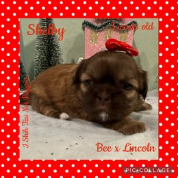 Shelby - Liver female Shih Tzu puppy in Beatrice, Nebraska from I Shih Tzu Not Puppies