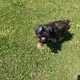 Brussels Griffon Puppies from Carol Johnson