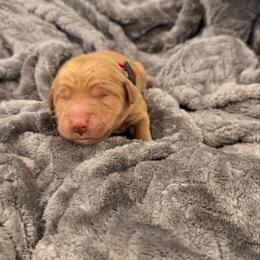 Red - Golden male Golden Retriever puppy in Salt Lake City, Utah from Soaring golden retrievers