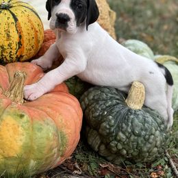 Boy 4 - Great Dane puppy from City Slickers Danes