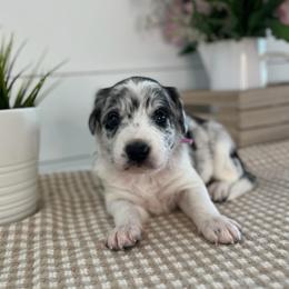 Malibu - White and blue merle female Bordoodle puppy in Valley Center, California from Circle R Valley Bordoodls