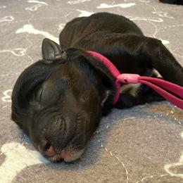 Pink 'Evie' - Black female Schnoodle puppy in Saint Augustine, Florida from Gunnie Luv, LLC