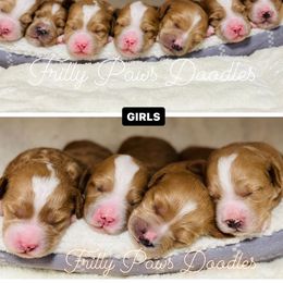 Goldendoodle Puppies from FrillyPaws Doodles