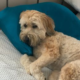 Casey - Soft Coated Wheaten Terrier