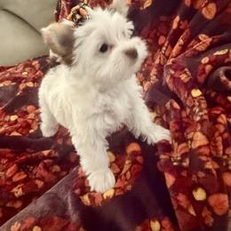 AKC Registered Grace - Chocolate, tan and white female Yorkshire Terrier puppy in Eustis, Florida from Angel Spun Yorkies