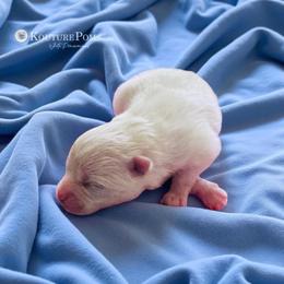 Sofia - White female Pomeranian puppy in Charlotte, North Carolina from Kouture Pomeranians