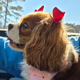 DELILAH - Cavalier King Charles Spaniel
