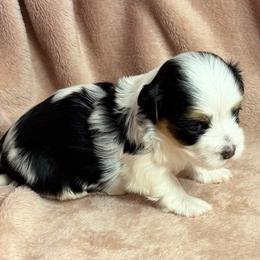 Ellie - Black and white female Havanese puppy in Maryville, Missouri from Dreamworks Havanese