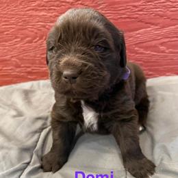 Demi - Brown female Newfoundland puppy in Goodhue, Minnesota from Claypits Newfoundlands