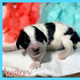 Audrey - Black and white female Cockapoo puppy in Clinton, Oklahoma from Enchanted Spaniels