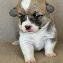 Girl 2 - Fawn female Pembroke Welsh Corgi puppy in Huntington Beach, California from Gingerbread