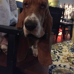 Basset Hound Puppies from Houndful Hearts