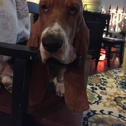 Basset Hound Puppies from Houndful Hearts