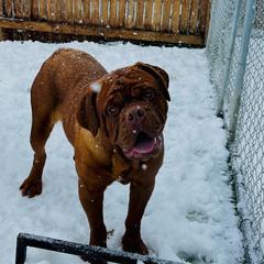 River - Dogue de Bordeaux