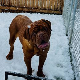 River - Dogue de Bordeaux