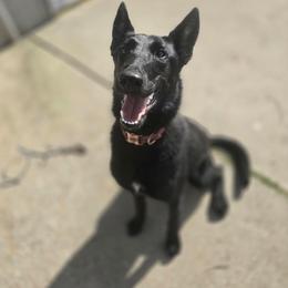 HEX - Black female Belgian Malinois puppy in Chico, Texas from North Texas Working Malinois