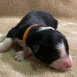 Girl 6 went home 7-2-23 - Black Australian Shepherd puppy in Williams, Arizona from Aussie Mesa Ranch